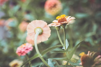 Soft Focus Peach Zinnia Flowers in Garden
