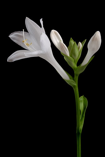 White Hosta Flower Isolated on Black Background