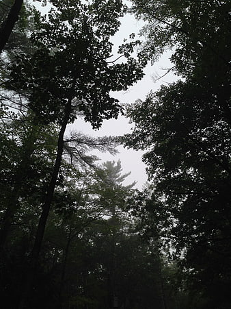 Dark moody forest canopy looking up at overcast sky
