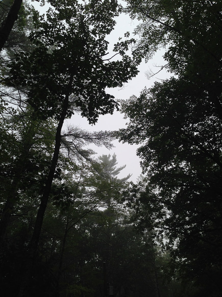 Dark moody forest canopy looking up at overcast sky