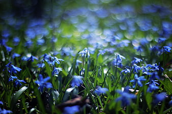 Bluebell flowers in a sunlit forest with bokeh background