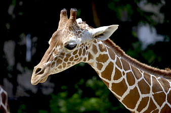 Close-up of a Giraffe Head and Neck in Profile