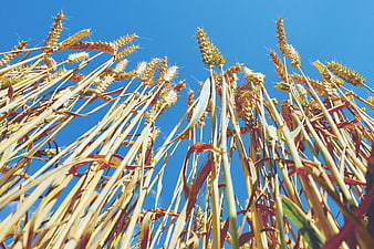 Golden Wheat Stalks Against Clear Blue Sky