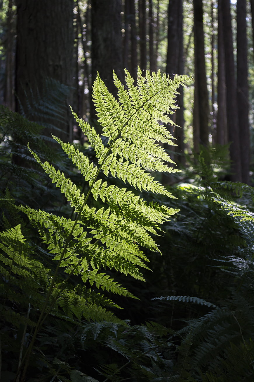 Sunlit Fern Frond in Dark Forest Undergrowth