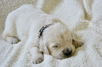 Sleeping Golden Retriever Puppy On Soft White Blanket