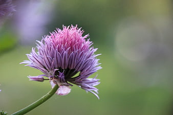 Close-up of purple chive flower on green background