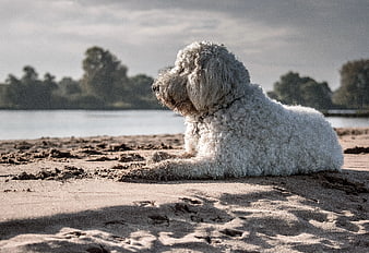White fluffy dog resting on sandy beach near river