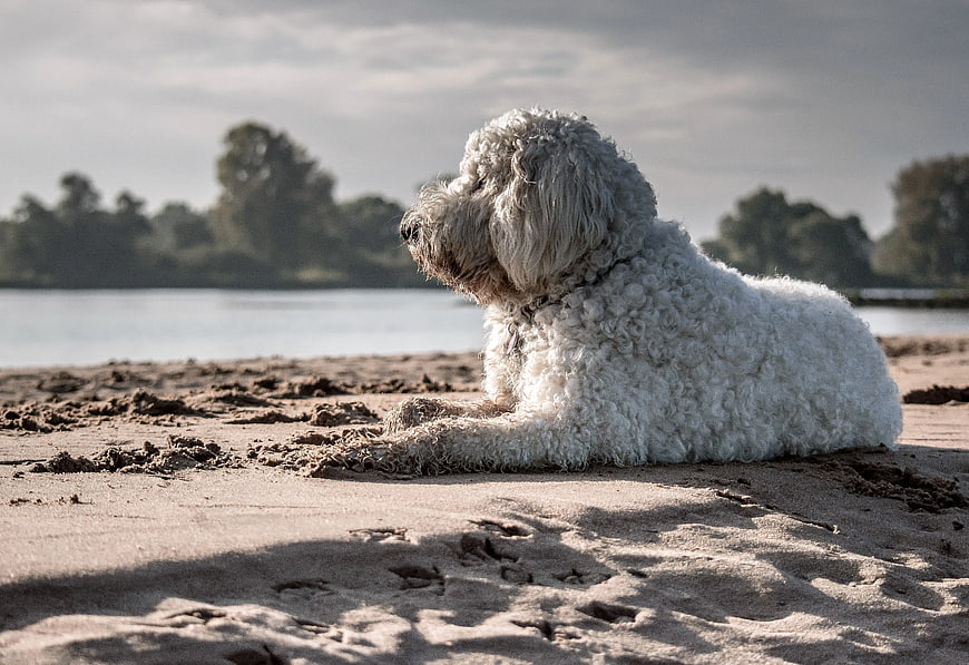 White fluffy dog resting on sandy beach near river