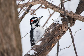 Downy Woodpecker Perched on Snowy Branch in Winter