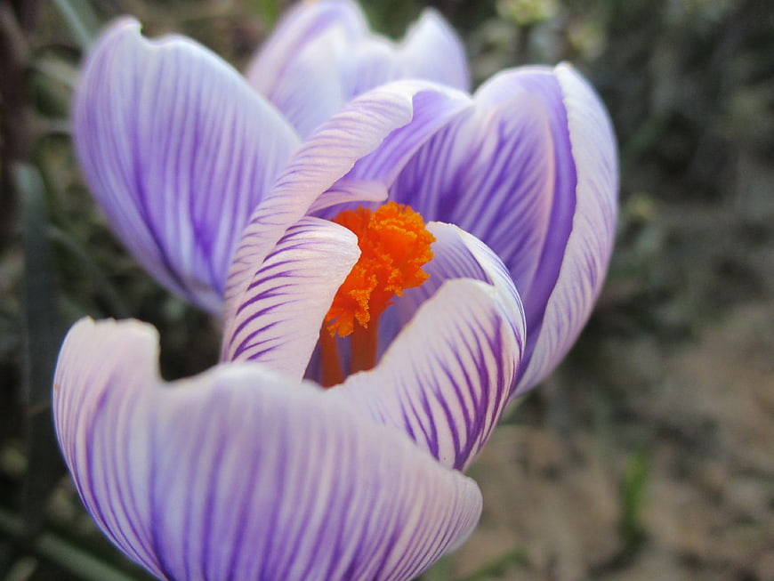 Close-up of purple crocus flower with orange stamen