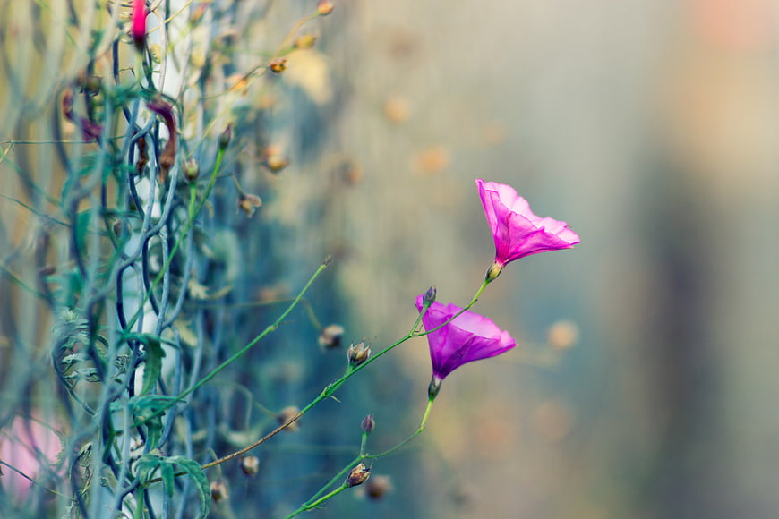 Pink Morning Glory Flowers Blooming on a Wire Fence