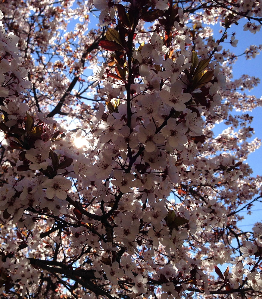 White Cherry Blossoms Backlit by Sun Against Blue Sky