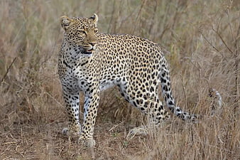 Leopard walking through dry savanna grass