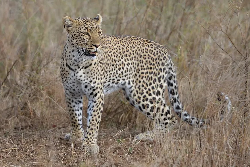 Leopard walking through dry savanna grass