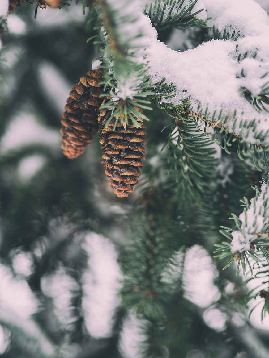 Snow-covered pine cones on evergreen branch in winter
