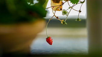 Single Red Strawberry Hanging from Vine in Garden