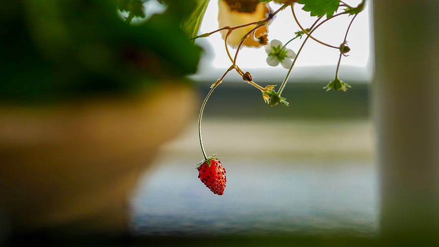 Single Red Strawberry Hanging from Vine in Garden
