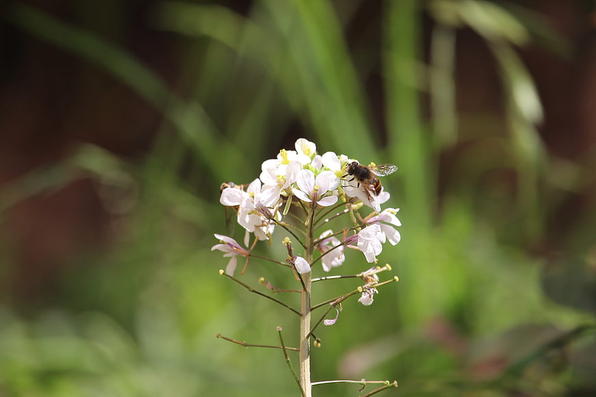 Honeybee Pollinating White Wildflower in Garden