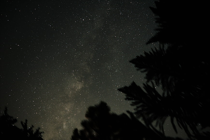 Milky Way Galaxy Over Silhouetted Pine Trees at Night