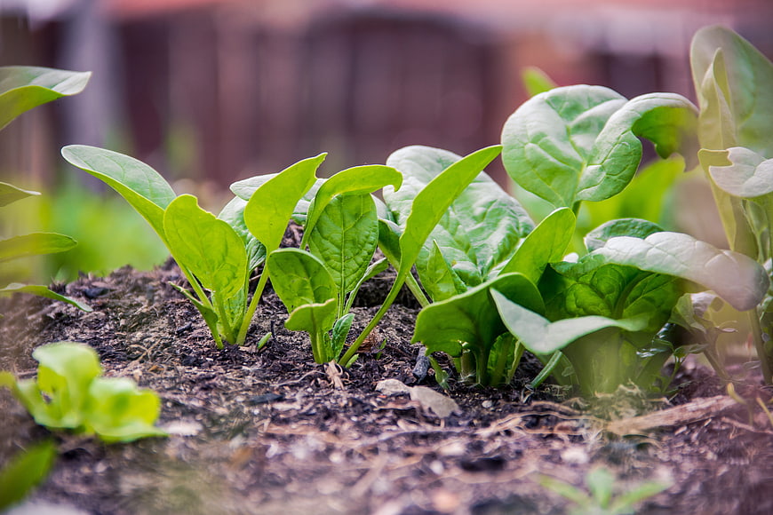 Fresh spinach seedlings growing in organic garden soil