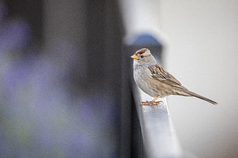 White-crowned Sparrow Perched on Metal Rail