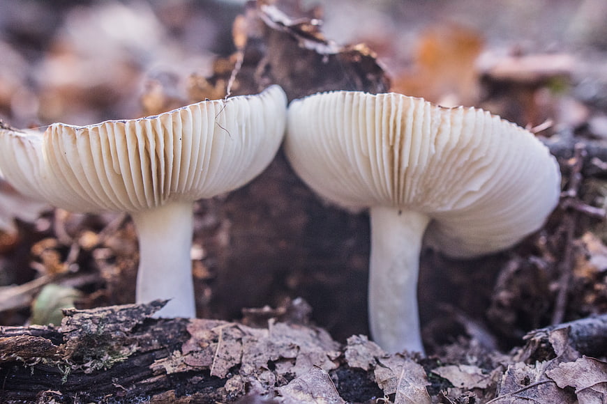 Close-up of white mushrooms growing on forest floor