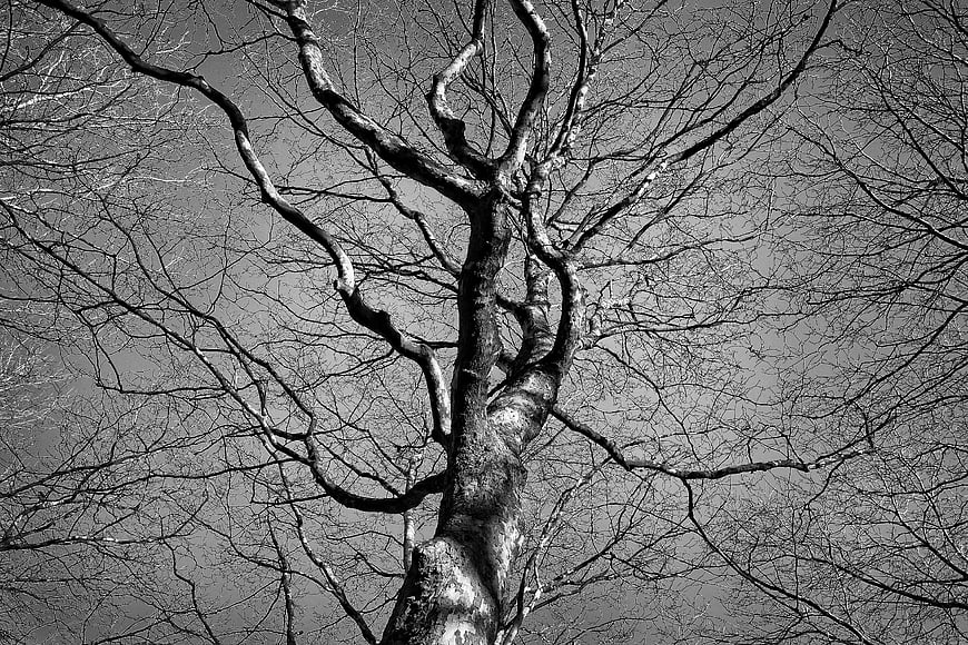 Black and white bare tree branches against gray sky
