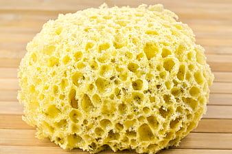 Yellow Natural Sea Sponge on Wooden Surface