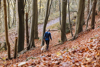 Woman Walking Dog on Forest Trail in Autumn