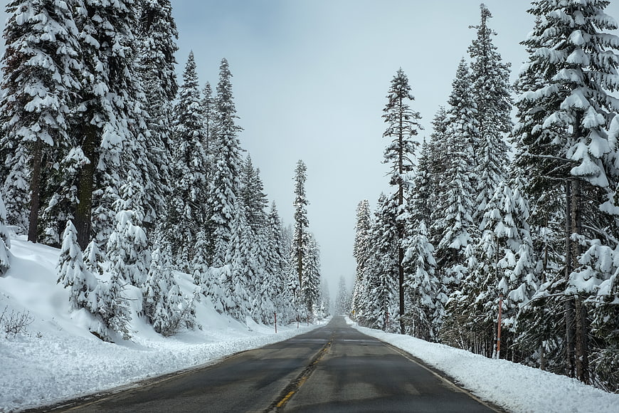 Snowy Winter Road Through Pine Forest