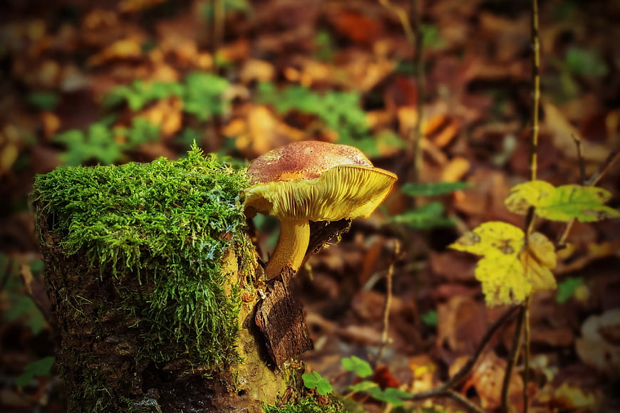 Autumn Mushroom Growing on Mossy Stump in Forest
