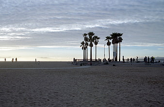 Silhouetted Palm Trees on Sandy Beach at Dusk