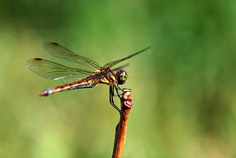 Close-up of a dragonfly perched on a twig against a green background