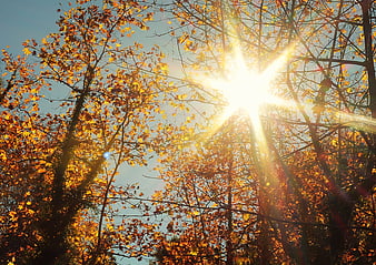 Sun Flare Through Golden Autumn Leaves in Forest