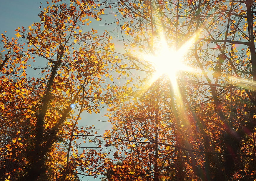 Sun Flare Through Golden Autumn Leaves in Forest