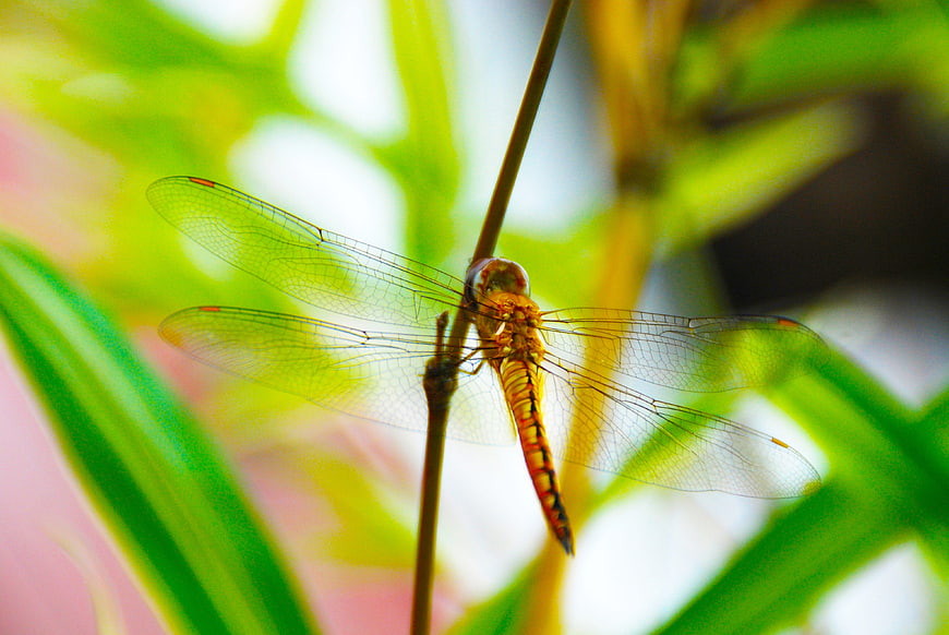 Close-up of a dragonfly perched on a plant stem