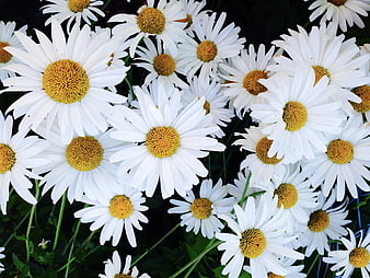 Close-up of white daisies with yellow centers in a garden
