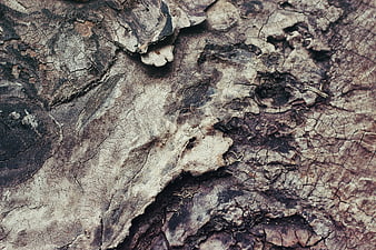 Close-up texture of rough, cracked tree bark
