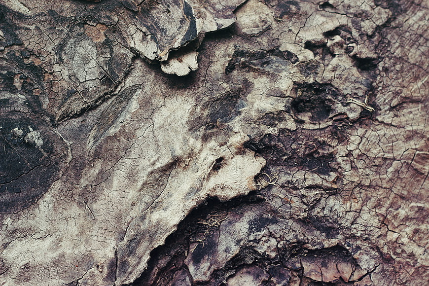 Close-up texture of rough, cracked tree bark