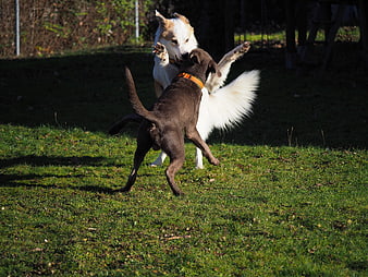 Two dogs playing energetically on a sunny grassy lawn