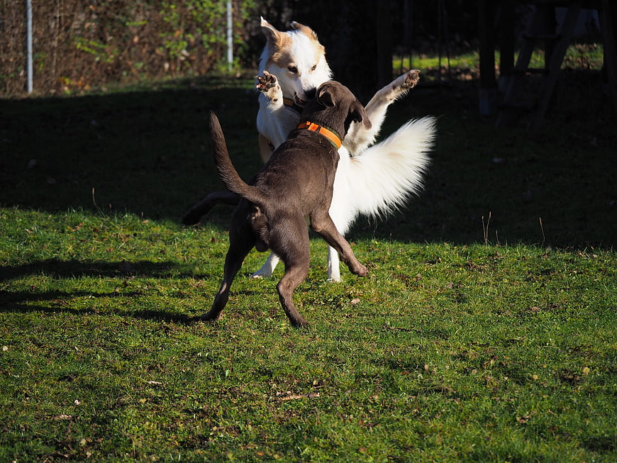 Two dogs playing energetically on a sunny grassy lawn