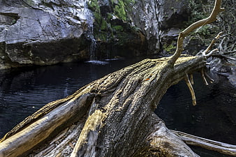 Fallen Tree Trunk Over Dark River Pool with Waterfall