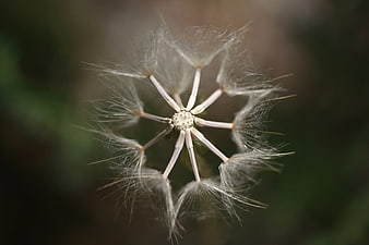 Close-up of a Dandelion Seed Head with Soft Focus Background