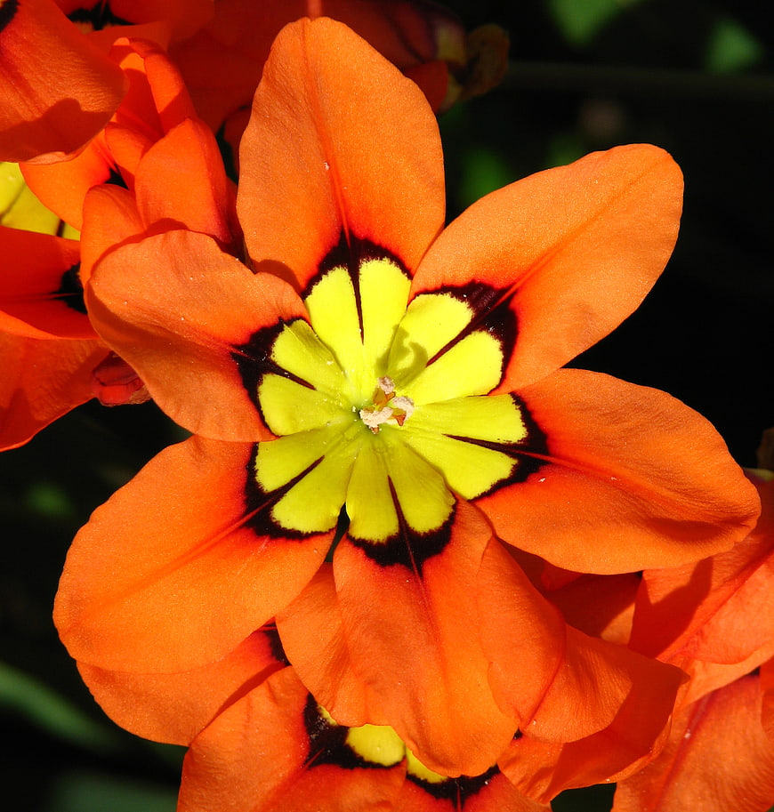 Close-up of vibrant orange and yellow Freesia flower