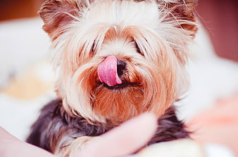 Cute Yorkshire Terrier Puppy Licking Nose Close Up