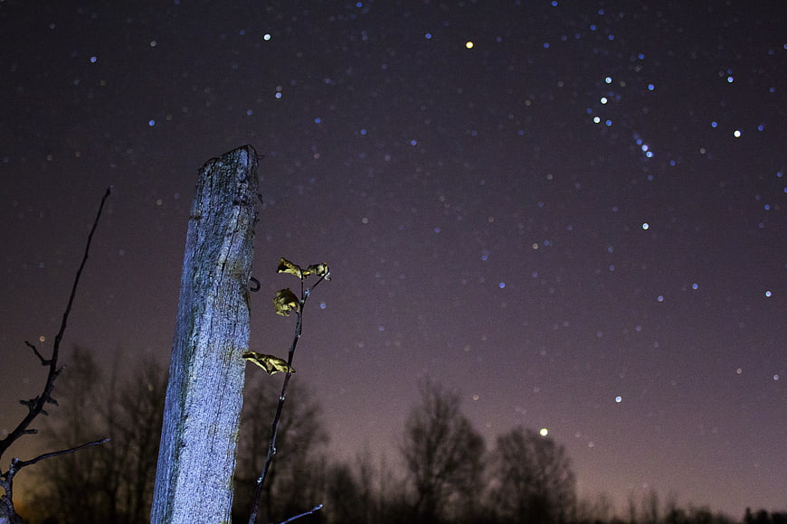 Night Sky with Stars and Wooden Post in Forest
