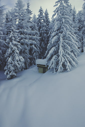 Snow-covered pine trees and small cabin in winter forest