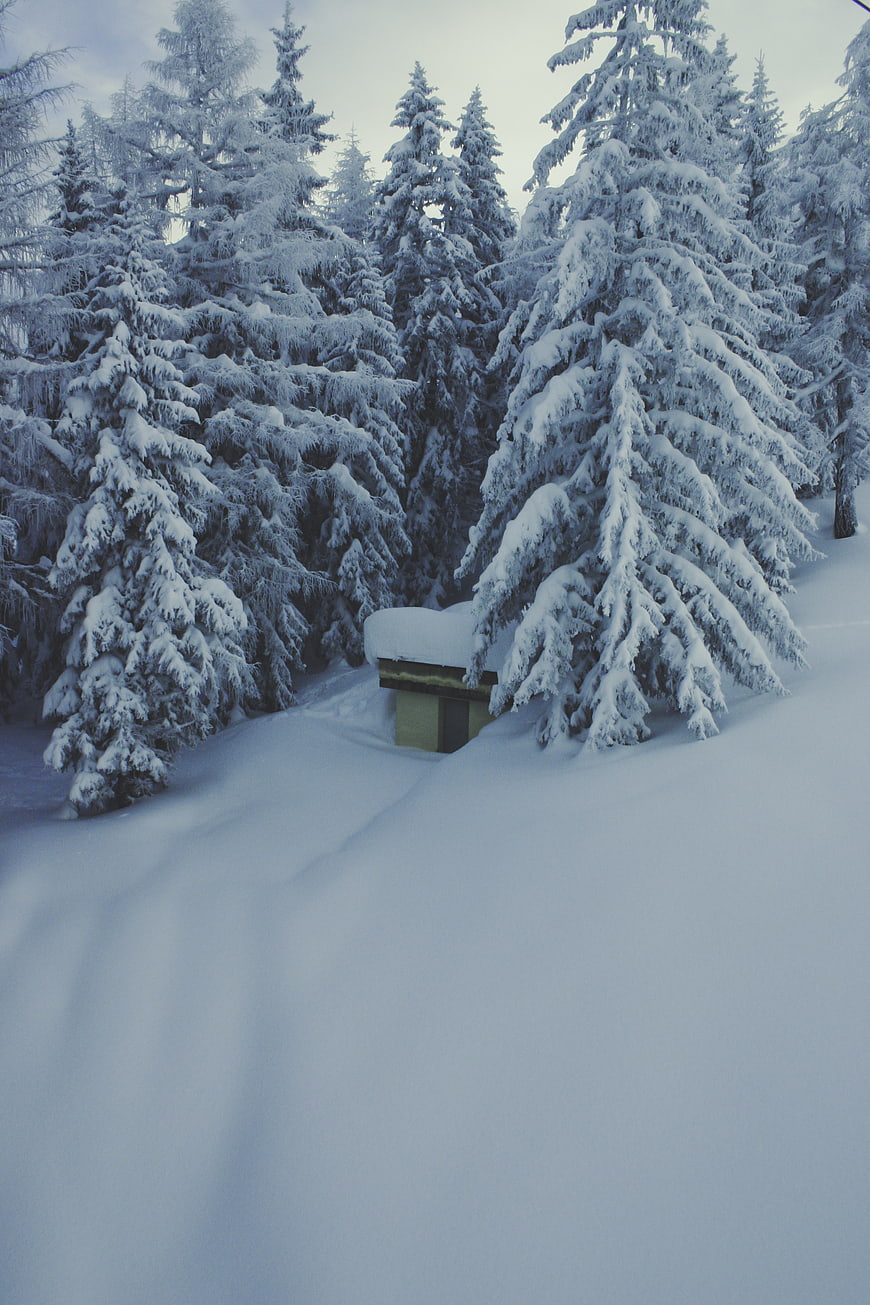 Snow-covered pine trees and small cabin in winter forest