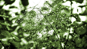 Close-up of delicate green plant stems with water droplets