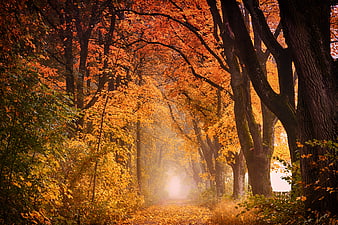 Misty Autumn Forest Path With Vibrant Orange Foliage